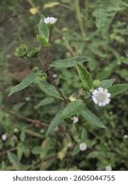 Image result for Adenostemma