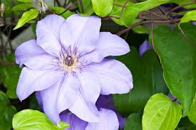 We did not find results for: Growing Clematis Thriftyfun
