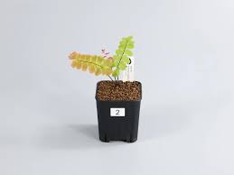 Image result for Adiantum soboliferum