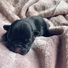 Explore 516 listings for blue french bulldog puppies for sale at best prices. French Bulldog Kisses Akc French Bulldogs Located Outside Of Lansing Michigan