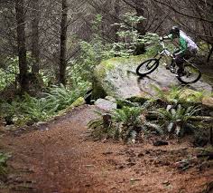 Mountain Biking On Cheech And Chongs Wild Ride Trail In Bellingham Wa Does The Thought Of Owning Your Mountain Bike Trails Mtb Trails Mountain Biking Gear