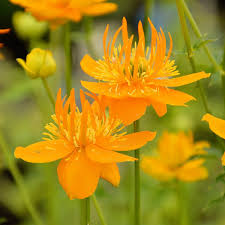 Influencer caroline calloway released a homemade skincare product this week, calling it pictures of the design draft shared on instagram show that the blend includes oils derived from fruits, flowers. Golden Globe Flower Plants Richard Jackson Garden Buy Online