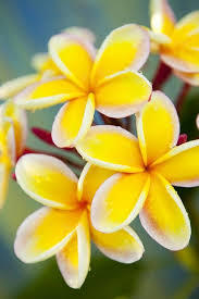 Plumeria Or Hawaiian Frangipani Flowers Plumeria Flowers Fragrant Flowers Amazing Flowers