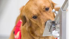 Cancer may also develop inside the nose of dogs. Coronavirus Trial Begins To See If Dogs Can Sniff Out Virus Bbc News