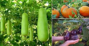 You will find the biggest variety and the best fruits and vegetables during these warm months. 10 Of The Best Summer Vegetables Delhi India Gardening