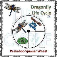 Book cover 5 picture pages 5 description. Dragonfly Life Cycle Worksheets Teaching Resources Tpt