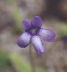 Image result for Disperis reichenbachiana