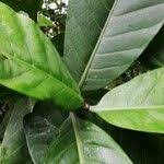 Image result for Tabernaemontana crassa