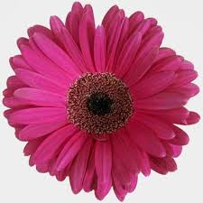 Check spelling or type a new query. Gerbera Daisy Hot Pink Wholesale Blooms By The Box
