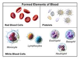 This common blood test measures the amount and condition of the various types of blood cells in a sample of blood, including red blood cells when it is detected by afp testing, it can be an indication of cancers that include liver, testicular or ovarian cancer. Complete Blood Count Wikipedia