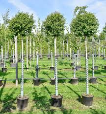 Wir ärgern uns seit jahren über den birkenbestand auf dem nachbargrundstück, das durch eine schmale nebenstraße von unserem grundstück getrennt ist. Lollypop Birke Magical Globe Betula Pendula Magical Globe Gunstig Online Kaufen