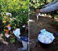 Pagesmediatv & moviesmovie70 binladensvideosmete dentro los billetes. El Clan Estafador De Los Rumanos Que Recolectaba Billetes De 500 De Los Naranjos Cronica