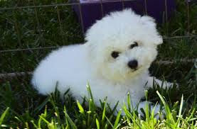 Bolognese puppies for sale california. Puppies California Bichons