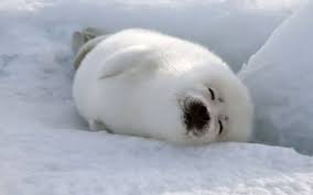 Desktop and mobile phone wallpaper 4k genshin impact, ayaka, 4k, #3.2995 with search keywords. Baby Seal Wallpapers Top Free Baby Seal Backgrounds Wallpaperaccess