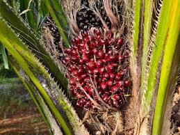 Image result for Elaeis