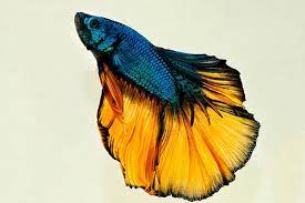 The betta fish, also known as the fighter or siamese fighting fish, is one of the most popular choices in the aquarium hobby and a favorite option for planted nano aquariums due to their ability to adapt well. Betta Male Halfmoon Mustard Gas Betta Splendens Azgardens Com