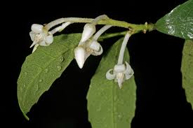 Image result for Rinorea angustifolia