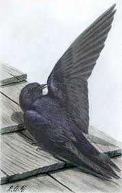 Cedar martin bird house we already have two metal martin houses and ten gourds in our purple martin colony but fledging 123 young last year we purple martin landlords of north texas. Purple Martin 70birds Birdhouse Plans Index