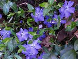 Ground cover vine with purple flowers. Epingle Par Joyce E Ritchie Sur Flowers Groundcovers Grasses Etc Jardins Les 4 C