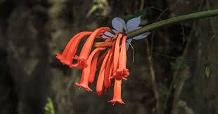 Image result for Chironia laxiflora