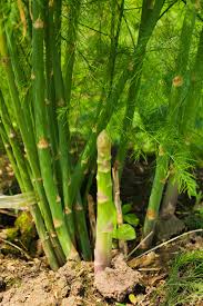 Image result for Asparagus