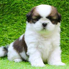 Beautiful shih tzu puppy with purple ribbon. Shih Tzu For Sale Shih Tzu Puppy For Sale Dav Pet Lovers