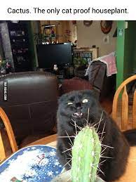 Cat proof planters, pots, shelves, & more. Cactus The Only Cat Proof Houseplant 9gag