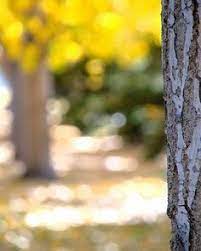 Best Photo Editing Backgrounds Download Blur Photo Background Photoshop Digital Background Dslr Background Images