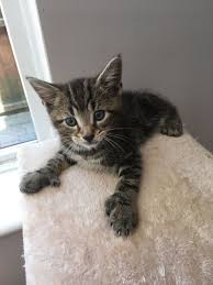 Hundreds more if a cat or kitten's medical history is unknown or if the kitty has not received initial medical care. Rare Polydactyl Or Mitten Kittens For Sale Southampton Hampshire Pets4homes