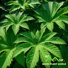 Image result for Tetrapanax