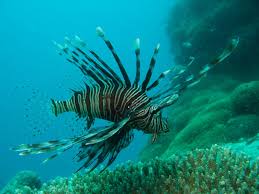Australia Oceania Unusual Looking Fish At Great Barrier Reef Lion Fish Great Barrier Reef Australia Animals