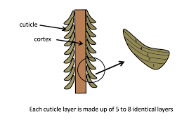 The middle layer is called the cortex, which contains melanin granules and oviod bodies, which determine the hair shape and color. Nanosilk What Is Hair Cuticle The Hair Cuticle Is The Facebook