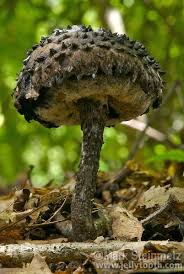 Old Man Of The Woods Mark Steinmetz Stuffed Mushrooms Mushroom Pictures Fungi