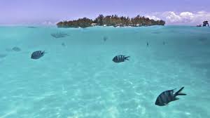 World oceans day aims to remind us all of the importance of our world's oceans, work toward diminishing threats to oceanic health, and mobilise an international movement for sustainable use of our oceans' natural resources. Otvvsnnu3ktq2m