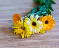 Maybe you would like to learn more about one of these? Grow Edible Flowers Indoors