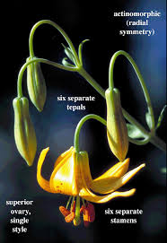 Image result for Liliaceae