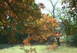 Image result for Ekebergia