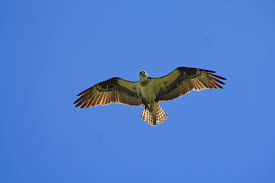 Seven Differences Between Osprey And Bald Eagles Dickinson