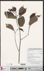 Image result for Strombosia scheffleri