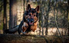 Were german shepherds bred as police dogs? Black German Shepherd Wallpapers Wallpaper Cave