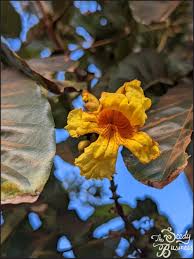 Image result for Markhamia lutea