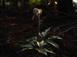 Image result for Arisaema mildbraedii