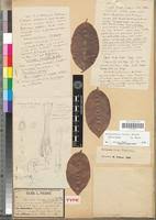 Image result for Orthopichonia barteri