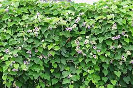 Image result for Argyreia nervosa