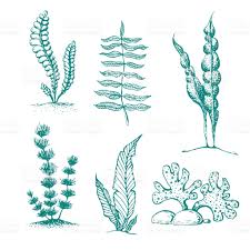 Ink Hand Drawn Seaweed Collection Various Underwater Sea Plants And Sea Plants Plant Sketches Marine Plants