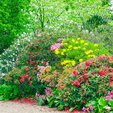 Lubera stops plant deliveries to the uk due to brexit, we are not able to deliver to the uk. Mixed Flowering Hedge Shrubs Gardenersdream