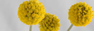 Craspedia Seeds Drumstick Flowers Johnny S Selected Seeds Flower Seeds Craspedia Dried Flowers