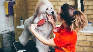 Bubbles Dog Grooming - Dog Furiendly