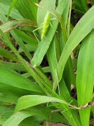 Image result for Ruspolia sp. no. 1 (Biegel 5407)