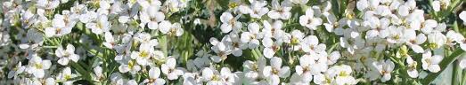 Image result for Crambe